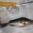 Small redfin